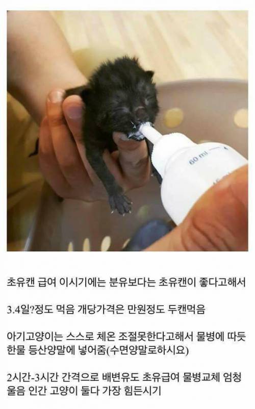 고양이를 만드는 디씨인.jpg