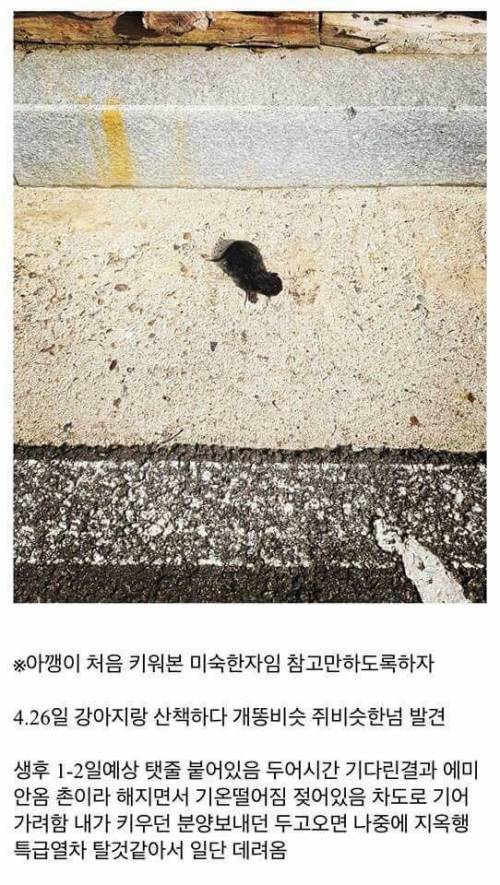 고양이를 만드는 디씨인.jpg