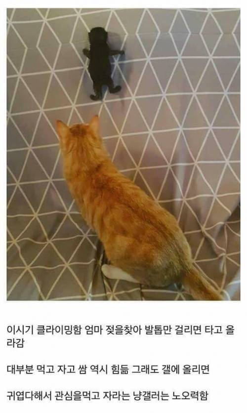 고양이를 만드는 디씨인.jpg