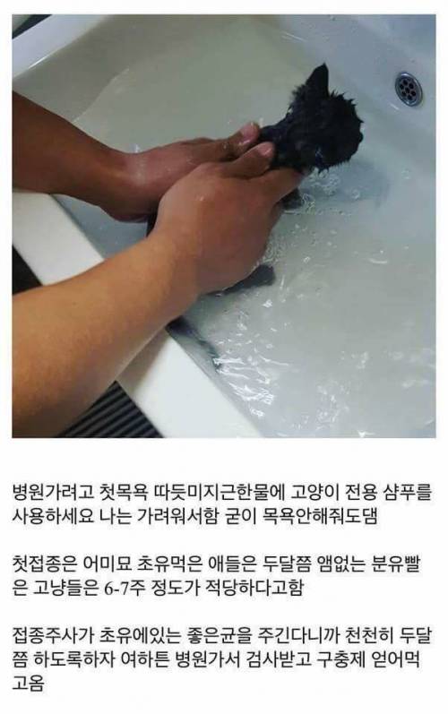 고양이를 만드는 디씨인.jpg