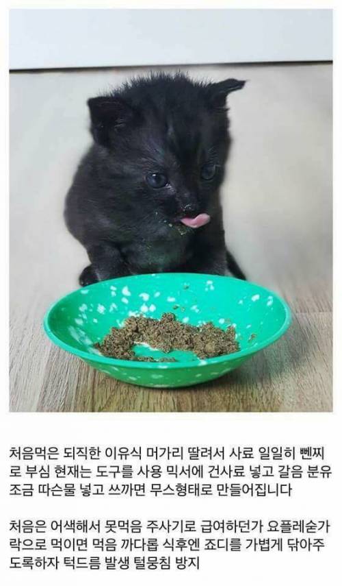 고양이를 만드는 디씨인.jpg