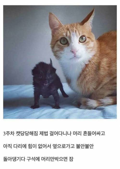 고양이를 만드는 디씨인.jpg