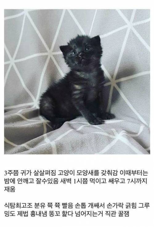 고양이를 만드는 디씨인.jpg