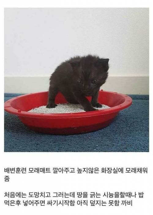 고양이를 만드는 디씨인.jpg