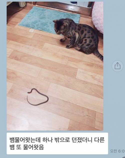 고양이의 보은.jpg