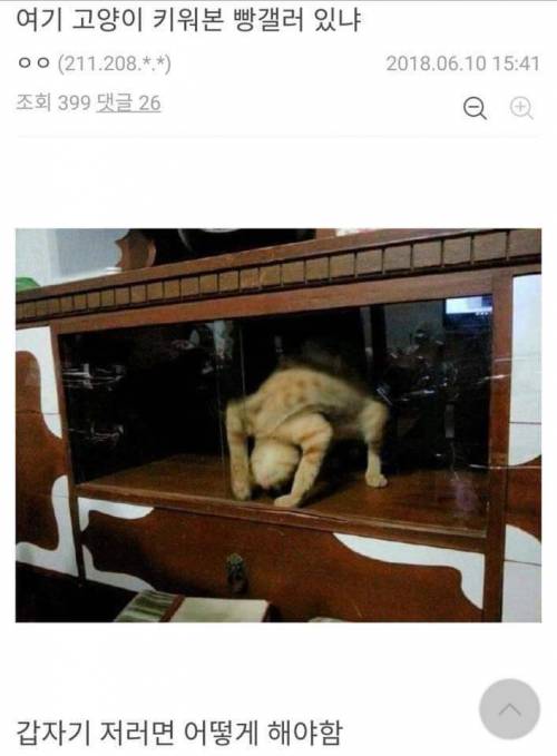 고장난 고양이.jpg