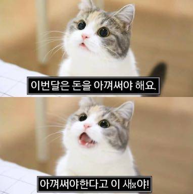 돈을 아껴써야 해요 고양이 근황.jpg