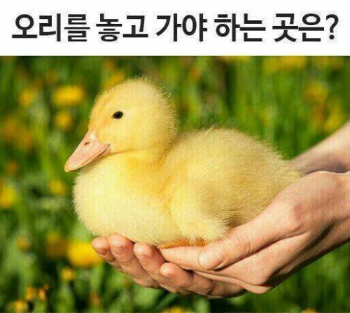 오리를 놓고 가야 하는 곳은?.jpg