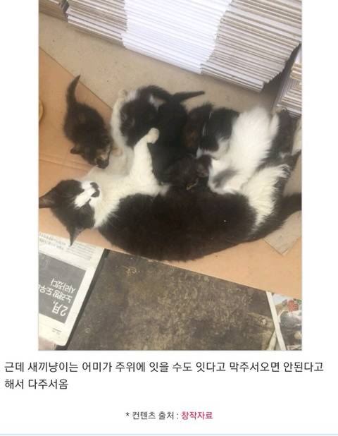 고양이 집에 입양된 사람.jpg