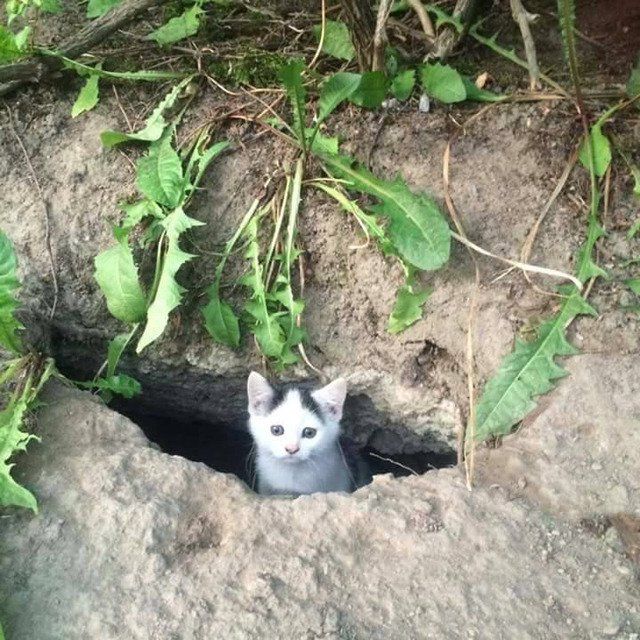 경계하는 냥이.jpg