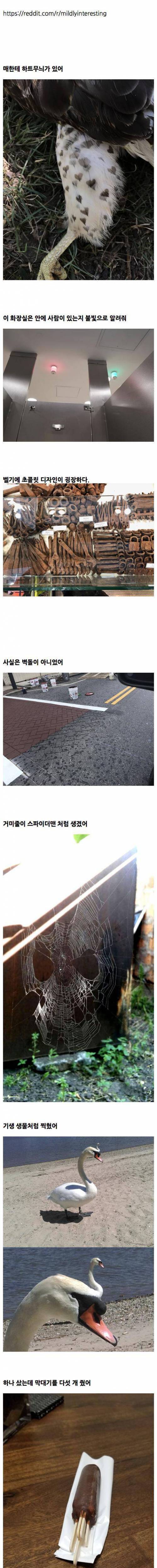 소소하게 흥미로운 외국 사진들.jpg