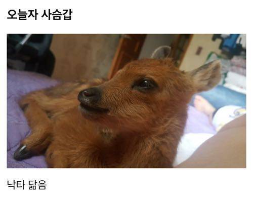 집에 오니까 사슴 있음.jpg