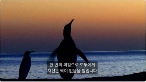 펭귄이 우는이유.jpg