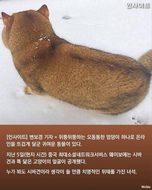 시바 궁딩이.jpg