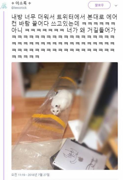 냥이의 피서법.jpg