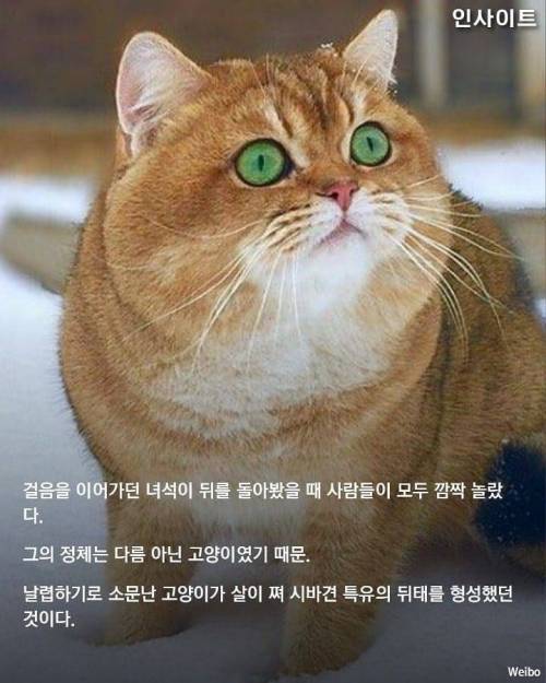 시바 궁딩이.jpg