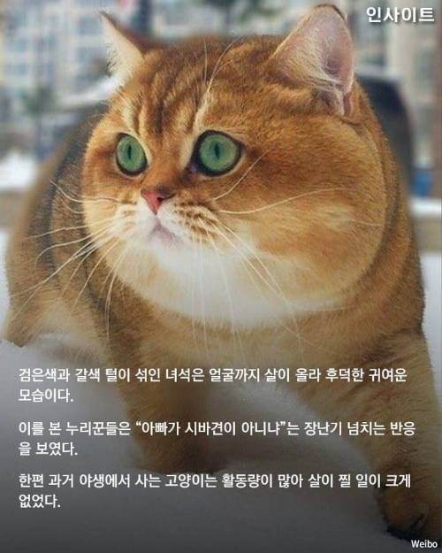 시바 궁딩이.jpg