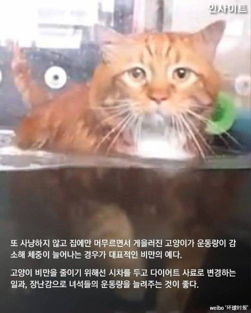 시바 궁딩이.jpg