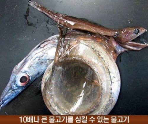 신기한 해양 사진.jpg