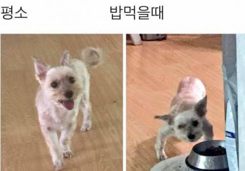 강아지 밥먹을 때 건들면 안되는 이유.jpg