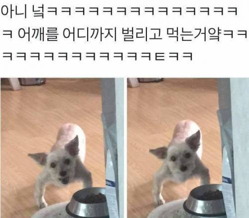 강아지 밥먹을 때 건들면 안되는 이유.jpg