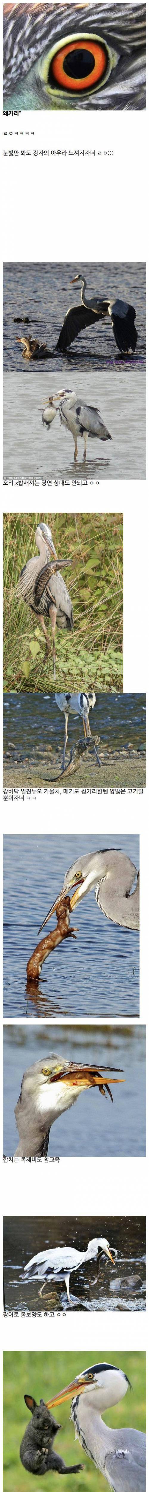 생태계......숨은 실력자......jpg