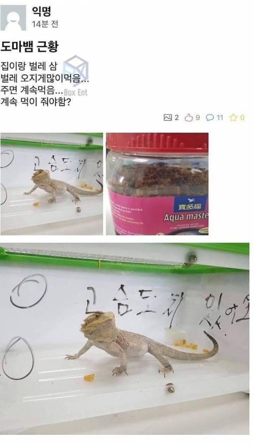 도마뱀 잃어버리신분 찾아가세요.jpg