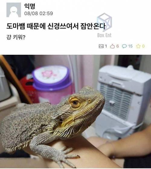 도마뱀 잃어버리신분 찾아가세요.jpg