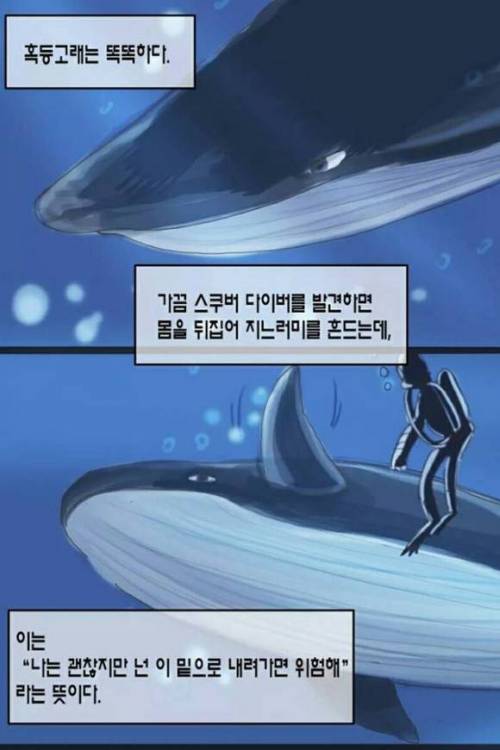 바다의 대인배 혹등고래.jpg