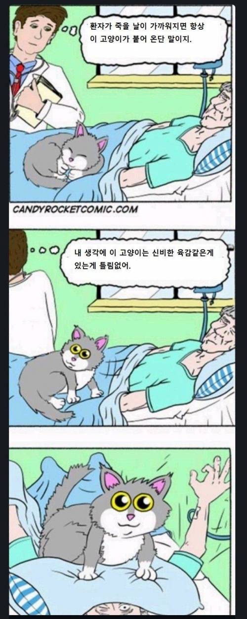 고양이의 신비한 육감.jpg