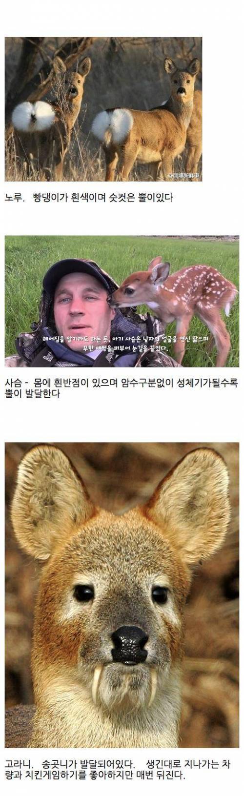 노루 / 사슴 / 고라니의 차이점을 알아보자.jpg