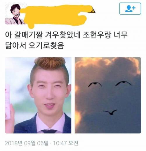 조현우 닮은 갈매기.jpg