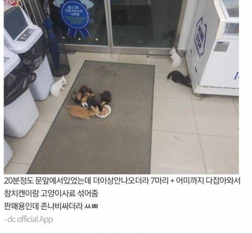 고양이 가족 납치한 디씨갤러.jpg