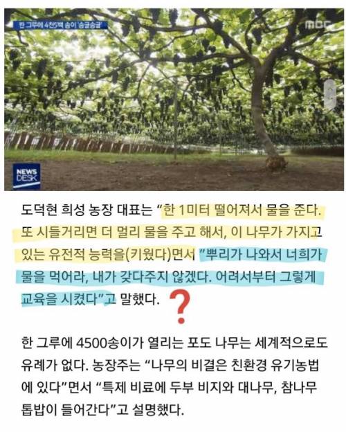 약한 포도는 살아남을 수 없는 농장.jpg