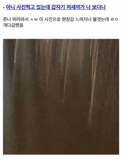 소한테 쫓기는 디시인.jpg