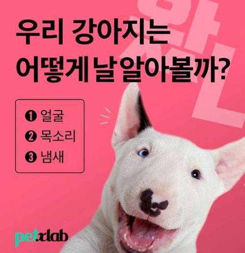 강아지는 날 어떻게 알아볼까! 얼굴? 목소리? 냄새?