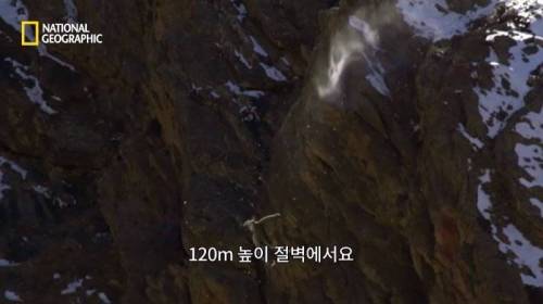 사냥 중 120M 절벽 아래로 추락한 표범.jpg