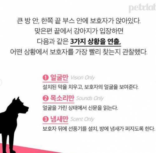 강아지는 날 어떻게 알아볼까! 얼굴? 목소리? 냄새?