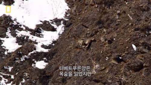 사냥 중 120M 절벽 아래로 추락한 표범.jpg