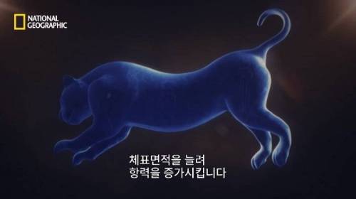 사냥 중 120M 절벽 아래로 추락한 표범.jpg