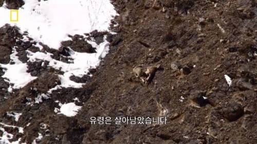 사냥 중 120M 절벽 아래로 추락한 표범.jpg