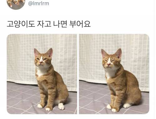 자다 일어난 고양이.jpg