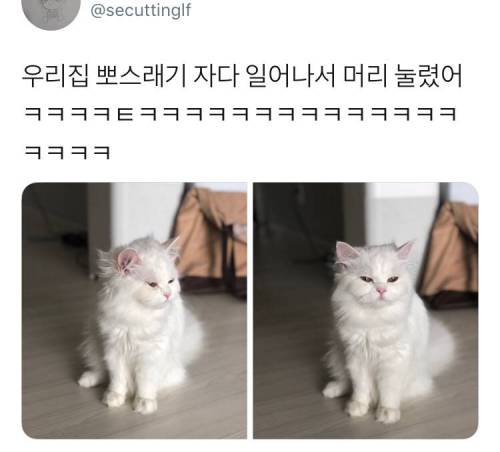 자다 일어난 고양이.jpg