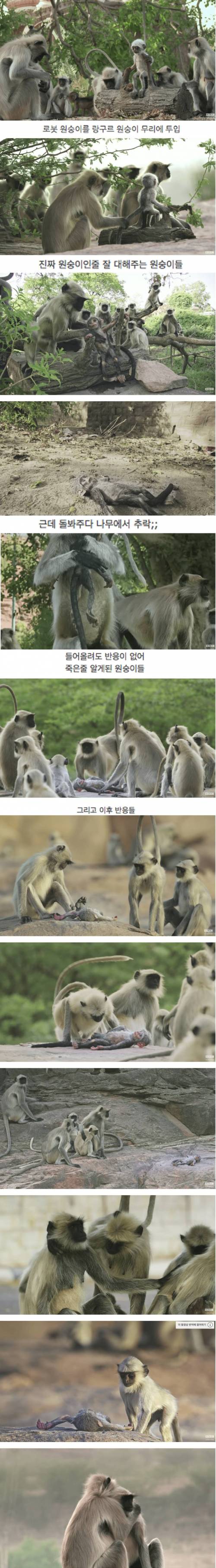 로봇 원숭이가 죽은 줄 알고 애도하는 원숭이들.jpg