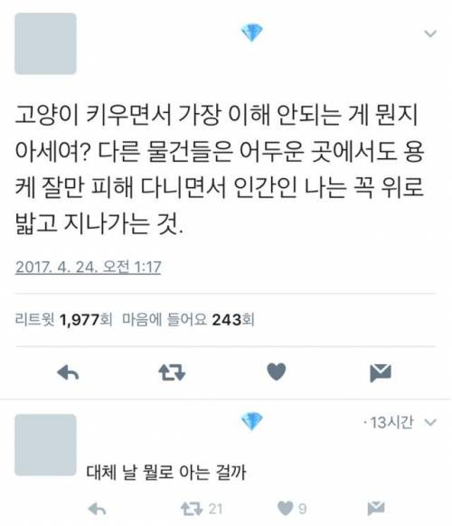 고양이 키우면서 가장 이해 안가는 것.jpg