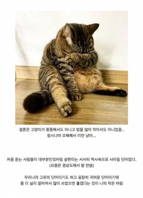 경상도에서 고양이를 부르는 말.jpg