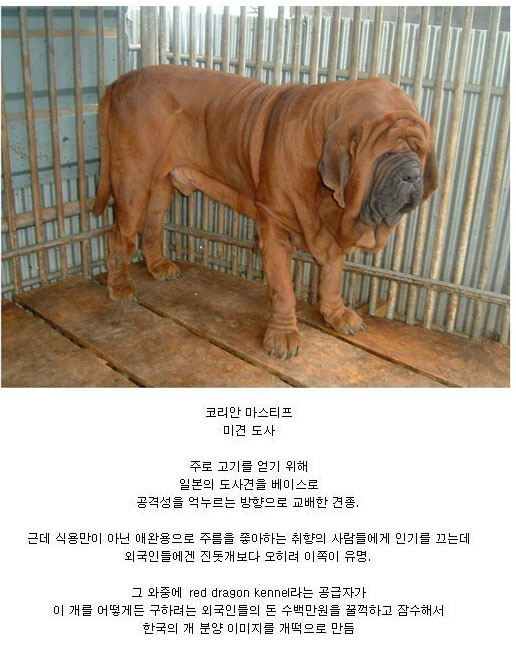 한국의 특이 품종 미견 도사.jpg