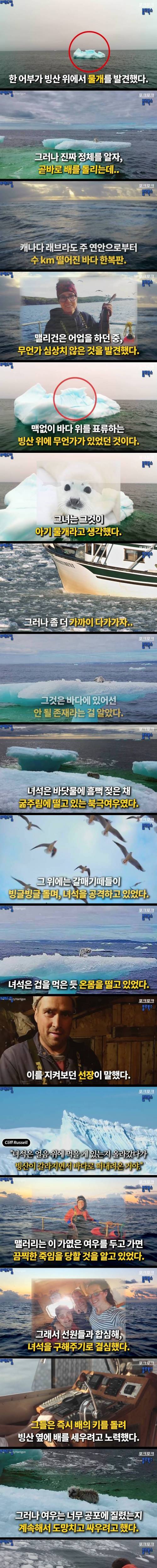 [스압] 빙산 위에 무엇인가 발견.jpg