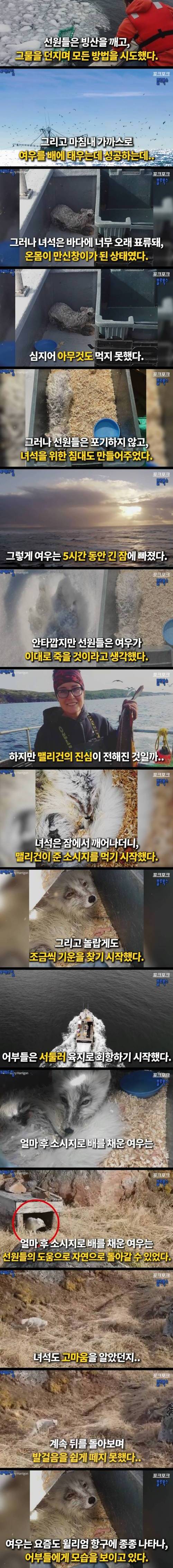 [스압] 빙산 위에 무엇인가 발견.jpg