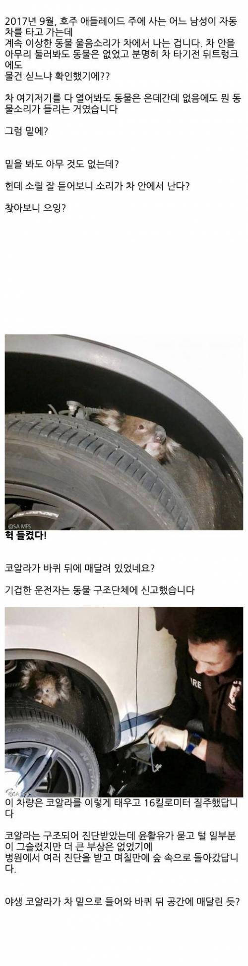 자동차를 타고 가는데 이상한 동물 소리가 나기에 멈춰보니?